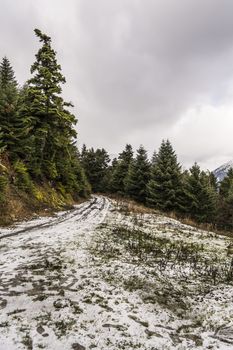 Snowed Trail passing through green forest 