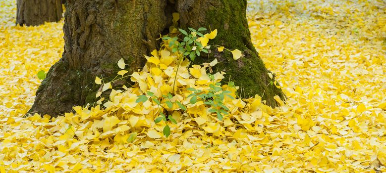 Ginkgo biloba leaves in autumn, ginkgo or gingko, maidenhair tree, is the only living species in the division Ginkgophyta