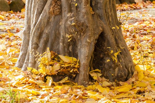 Parrotia persica tree in autumn, commonly called Persian ironwood, deciduous tree in the family Hamamelidaceae