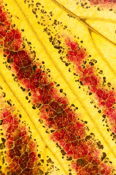 Parrotia persica tree in autumn, commonly called Persian ironwood, deciduous tree in the family Hamamelidaceae