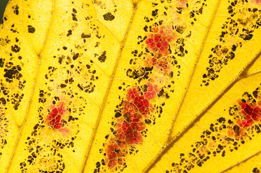 Parrotia persica tree in autumn, commonly called Persian ironwood, deciduous tree in the family Hamamelidaceae