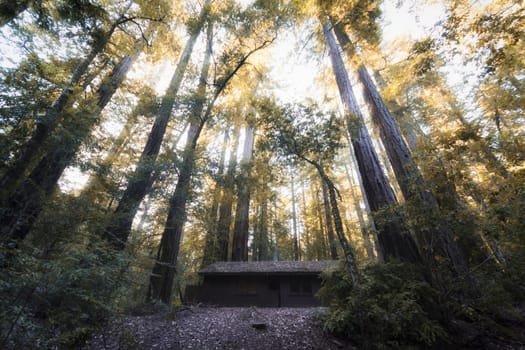 Old cabin in Big Basin State Park