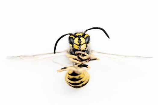 Macro photograph of a european wasp