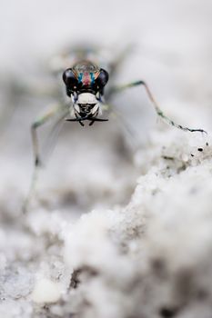 Macro photograph of a tiger beetle