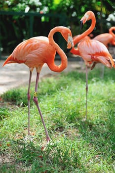 flamingo walking in green grass in zoo