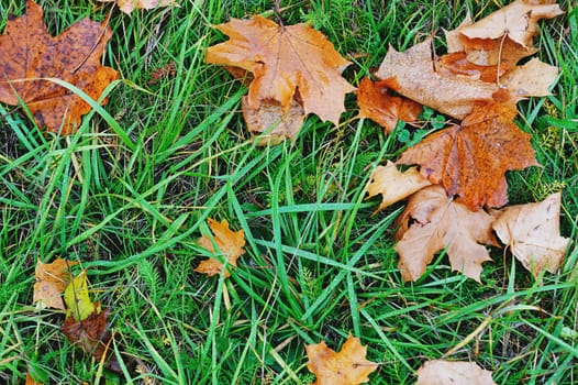 Yellow leafs in green grass with drops from rain