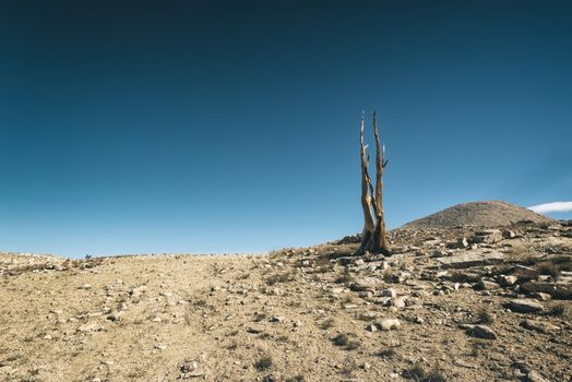 Mountain landscape in the Sierra Nevada mountains, California