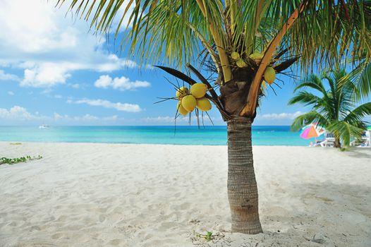 Coconut palm on beach with whitw sand