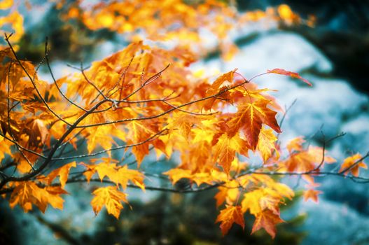 Fall foliage in New Hampshire, New England