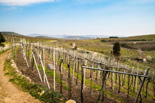 vineyards on the hills in spring, Soave, Italy