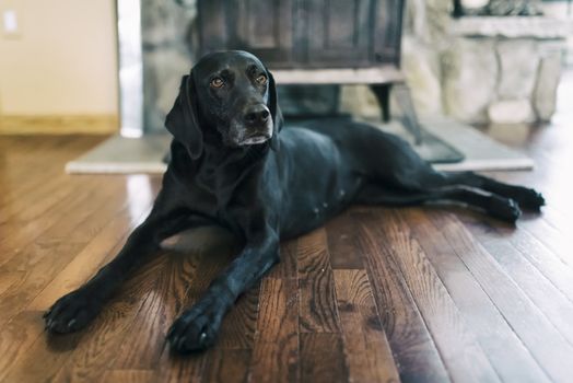 Dog sitting on the floor in the living room