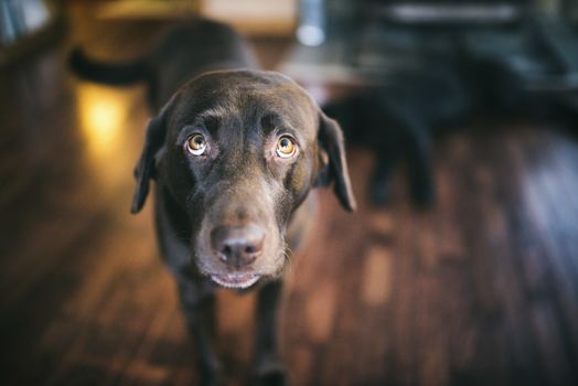 Dog sitting on the floor in the living room