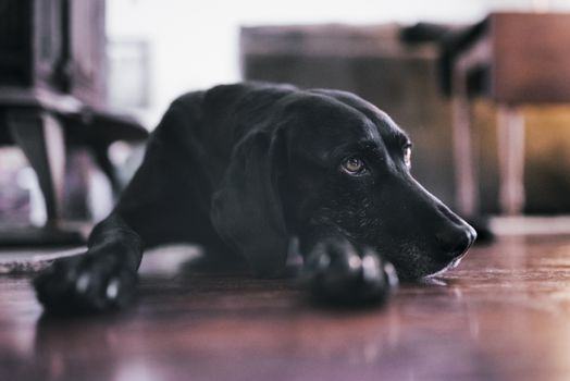 Dog sitting on the floor in the living room