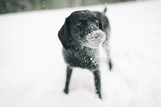 Dog is playing in the snow and is having fun