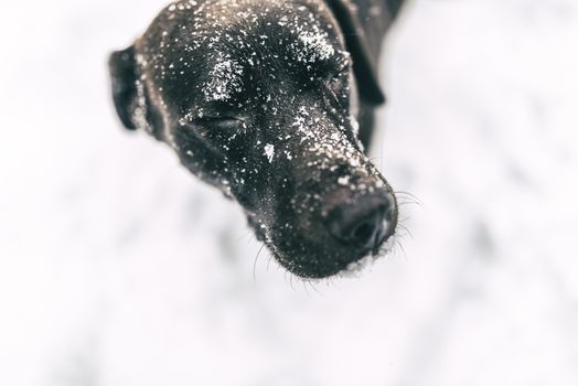 Dog is playing in the snow and is having fun