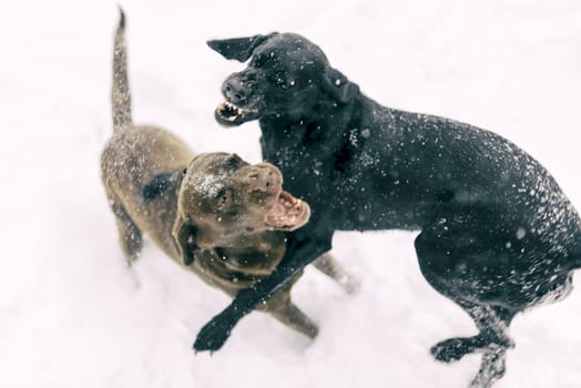 Two dogs playing in the snow