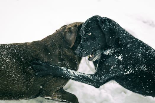 Two dogs playing in the snow