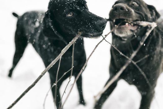 Two dogs playing in the snow