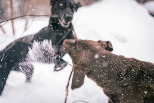 Two dogs playing in the snow