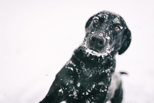 Dog is playing in the snow and is having fun