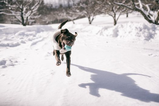 Dog is playing in the snow and is having fun