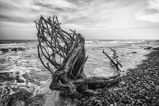 Trees are collapsing into the ocean due to the force of it