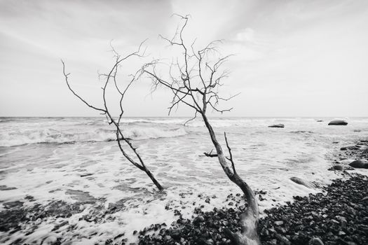 Trees are collapsing into the ocean due to the force of it