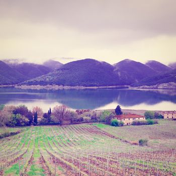 Vineyard on the Shore of Italian Lake Corbara in a Rainy Day, Instagram Effect