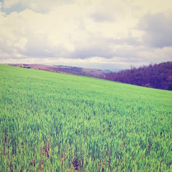 Green Sloping Meadows of Tuscany, Instagram Effect