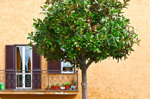 Ornamental Tree on the Background of the Facade of Italian House with Balcony