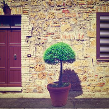 Ornamental Tree on the Background of the Facade of Italian House, Instagram Effect 