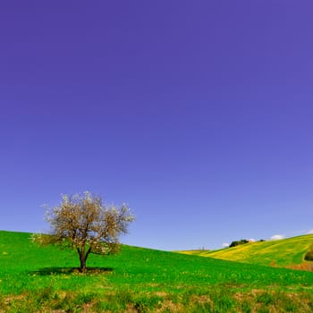 Flowering Tree and Farmhouse Surrounded by Sloping Meadows of Tuscany