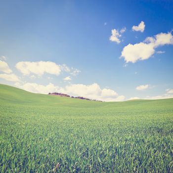 Green Sloping Meadows of Tuscany, Instagram Effect