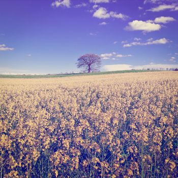 Solitary Tree Surrounded by Sloping Meadows of Tuscany in Italy, Instagram Effect