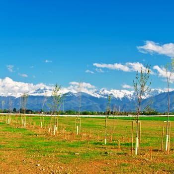 Tree Seedlings on a Background of Snow-covered Alps in Italy