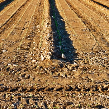 Young Shoots  Planted in the Spring  Field in Italy 