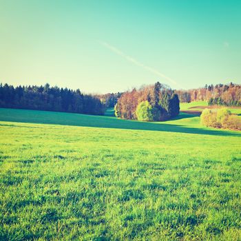 Alpine Pasture Framed by Forest in Switzerland, Instagram Effect