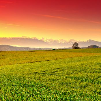 Pasture on the Background of Snow-capped Alps in Switzerland at Sunset