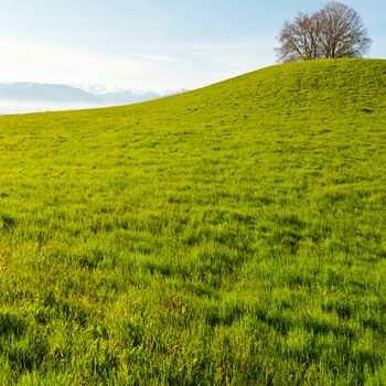 Meadow on the Background of Snow-capped Alps in Switzerland