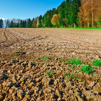 Plowed Fields Framed by Forest in Switzerland