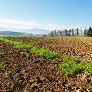 Plowed Fields Framed by Forest in Switzerland on the Background of Snow-capped Alps