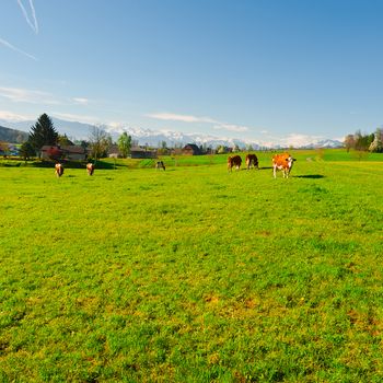 Cows Grazing on Green Pasture in Switzerland on the Background of Snow-capped Alps