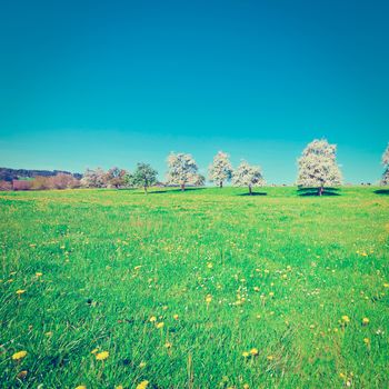 Grazing Cows and Flowering Trees Surrounded by Sloping Meadows in Switzerland, Instagram Effect