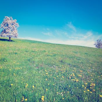 Solitary Flowering Tree Surrounded by Sloping Meadows in Switzerland, Instagram Effect