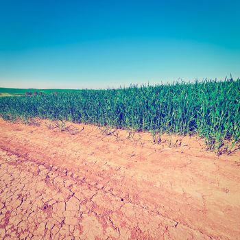 Dirt Road between Green Fields in Israel, Instagram Effect