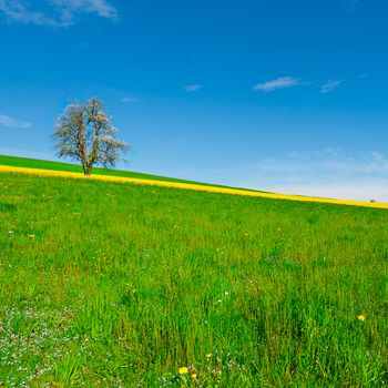  Flowering Tree Surrounded by Sloping Meadows in Switzerland