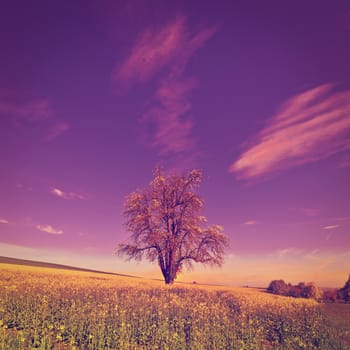 Solitary Flowering Tree Surrounded by Sloping Meadows in Switzerland at Sunrise, Instagram Effect