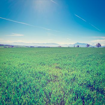 Pasture in Switzerland on the Background of Snow-capped Alps, Instagram Effect