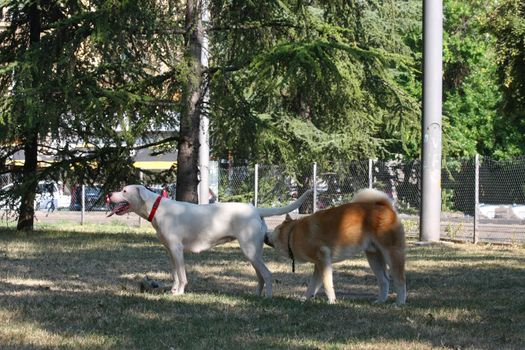 Dogo Argentino and Akita Inu become familiar in public park