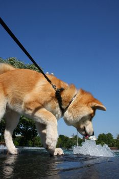 Young Akita Inu drinking water in public fountain